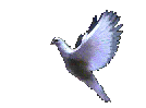 flydove_right.gif (38948 bytes)